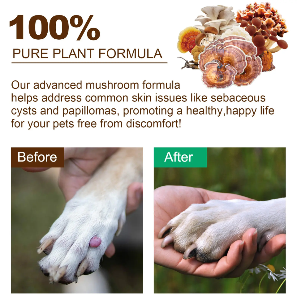 MUSHROOM POWDER FOR IMMUNE SUPPORT