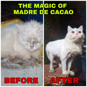 10 in 1 Madre de Cacao Shampoo