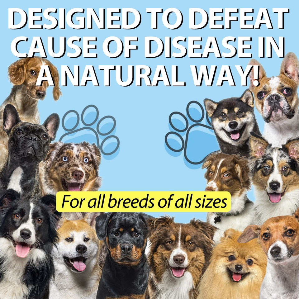 Kennel Cough Treatment for Dogs
