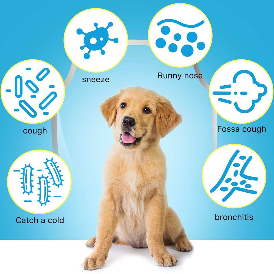 Kennel Cough Treatment for Dogs