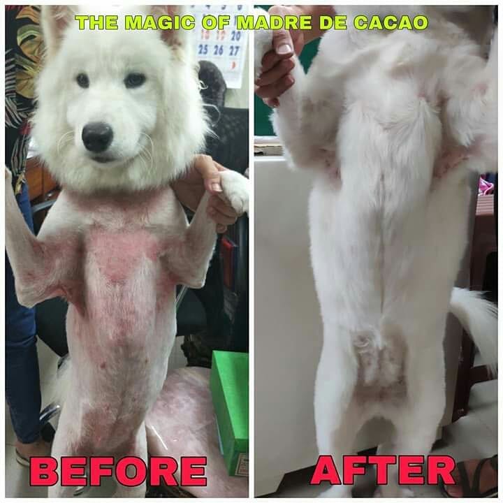 10 in 1 Madre de Cacao Shampoo