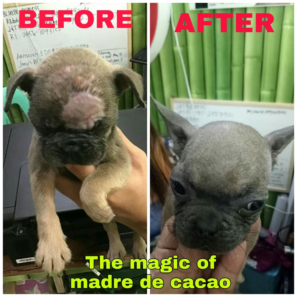 10 in 1 Madre de Cacao Shampoo