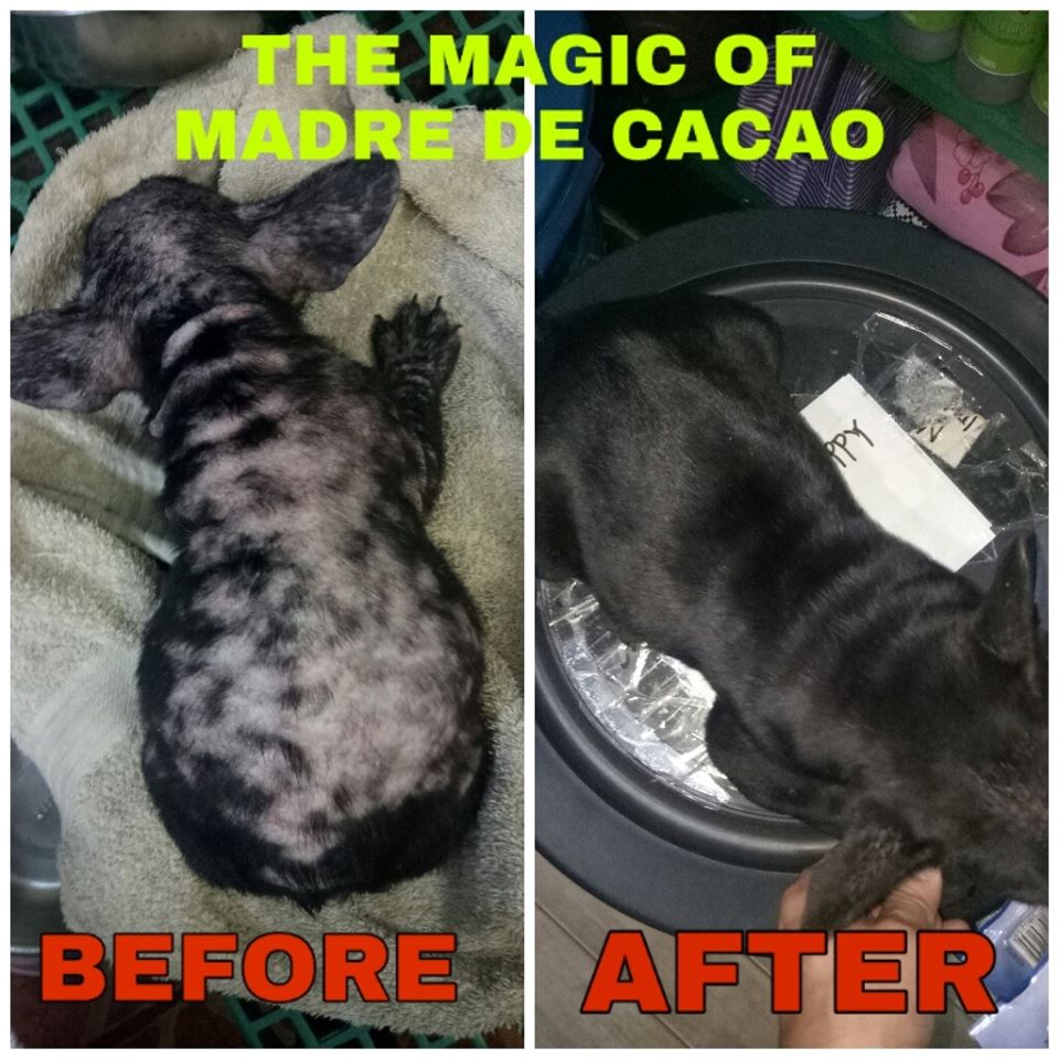 10 in 1 Madre de Cacao Shampoo